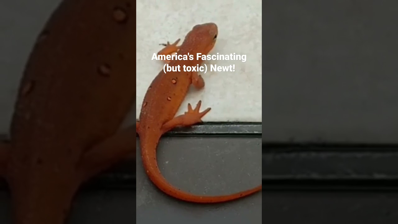 Learn all about the Red-spotted Newt in full-length wide-screen video!