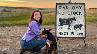 We Started SHEARING, Finally! Australian Sheep Farm Vlog