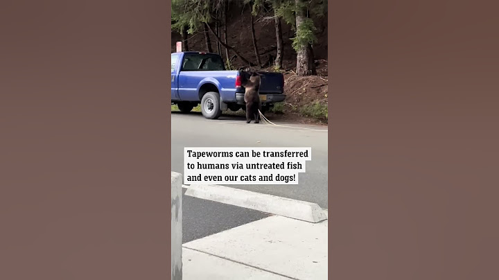 Viral bear video leaves viewers stunned