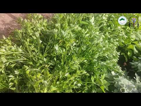 Vidéo: Récolter du persil frais - Comment, quand et où couper les plants de persil
