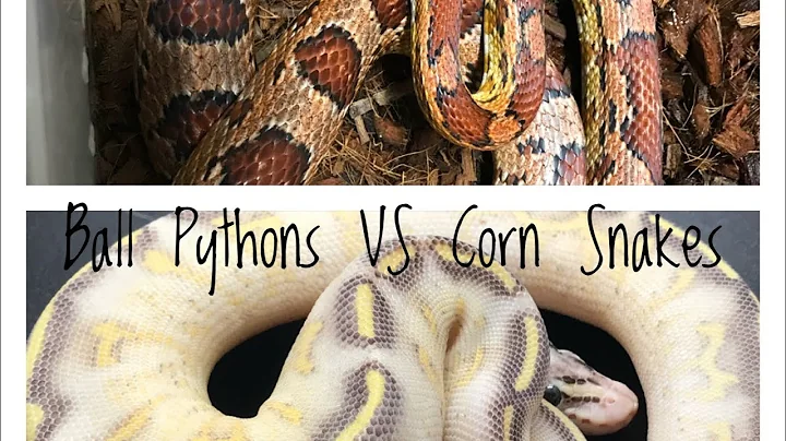 Ball Pythons vs Corn Snakes - The Best First Pet Snake?
