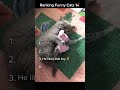 😹 Ranking funny cats 🐾😂