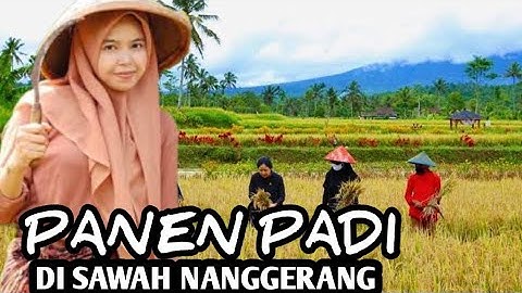 PANEN DI SAWAH NANGGERANG DESA PABUARAN, diiringi lagu Sunda BONGAN ANJEUN DETTY KURNIA
