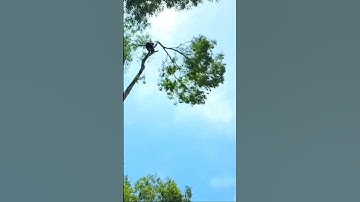 Pha cưa đọt đỉnh cao Vua Khỉ Miền Tây #shorts #vuakhi