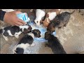 cute puppies eating food