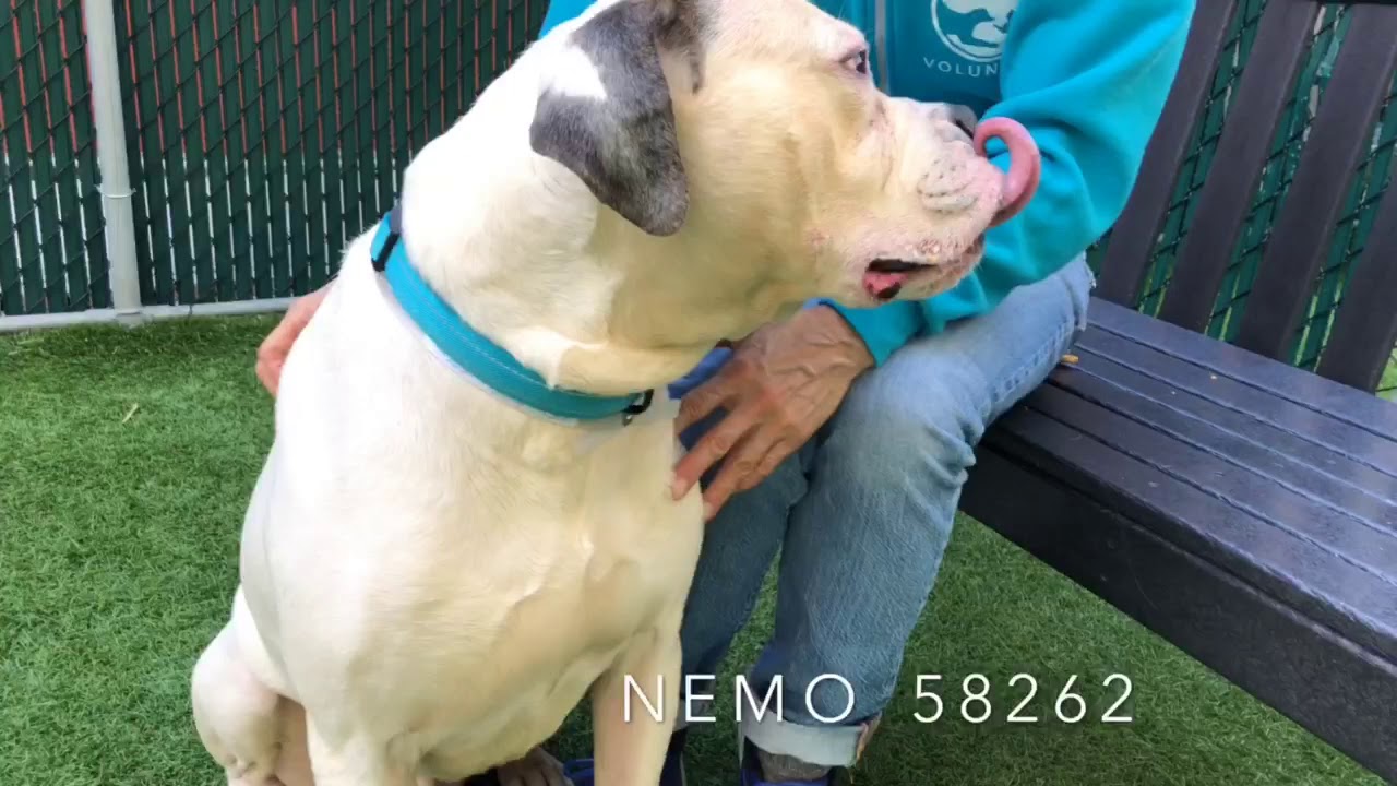 camera iphone 8 plus apk NEMO 58262 is perfect + waiting to be found 🐠 NYCACC