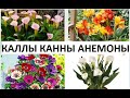 КАЛЛЫ, КАННЫ. АНЕМОНЫ.