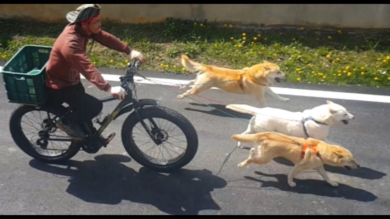 My dogs dragged a bicycle and go on a picnic with me 애완동물 칩