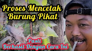 Cara Menggacorkan Mencetak dan melatih burung pikat sederhana| pasti BERHASIL@MangoenDjoyoChannel