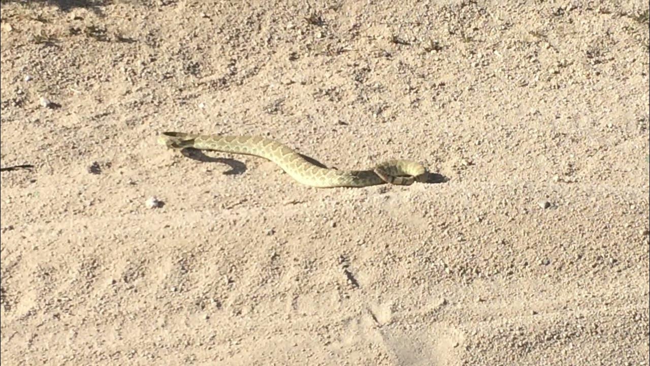 Tortoises, Rattlesnakes, Chuckwalla in the Wild. Reptiles of Fairview