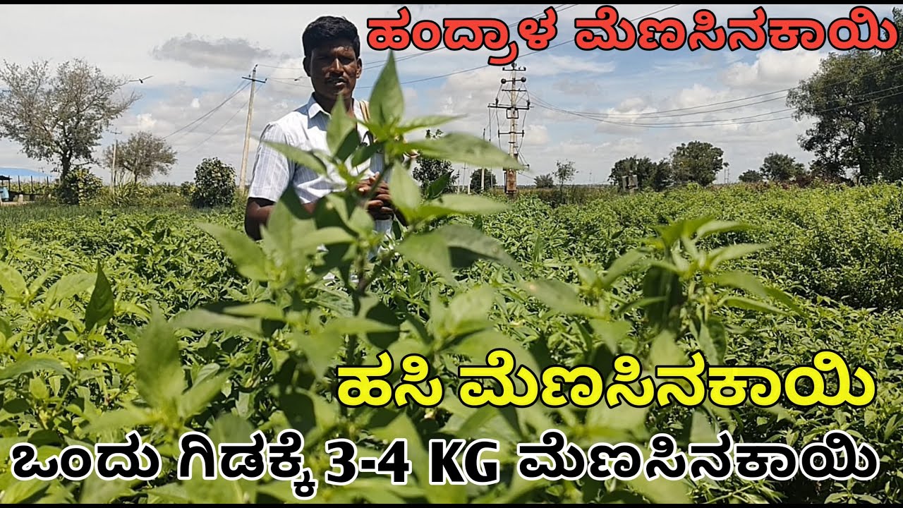 ಹತ್ತು ಸಾಲು|ಒಂದು ಸಾಲಗೆ 60kg |ಮೂರು ಕಟಾವು |ಹಂದ್ರಾಳ ಮೆಣಸಿನಕಾಯಿ|ಕ್ವಿಂಟಲ್ ಗೆ 11000ಮಾರಾಟ