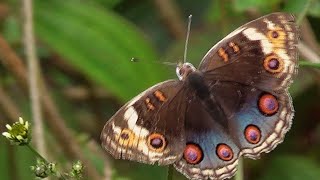 Pale Blue Pansy Butterfly