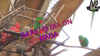 Memikat Serindit EP54  Kunpau Naga Tapau 4 #serindit #loriculusgalgulus #memikat #Neartv