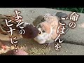 とある人間味あふれるスズメの行動に、心を打たれました。【スズメの親子シリーズ5】Sparrow parent and child