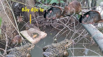 Cách bẫy chuột bằng bè chuối mùa nước nổi chắc tuyệt chủng chuột luôn quá