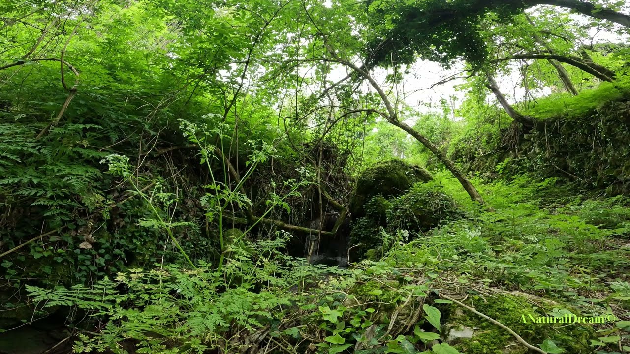 -Endless Life- Sleep, Relax, Meditation Music and Sound with 4K Spring Stream Video.