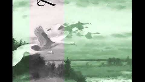 Lustre - Wonder - [Full Album]