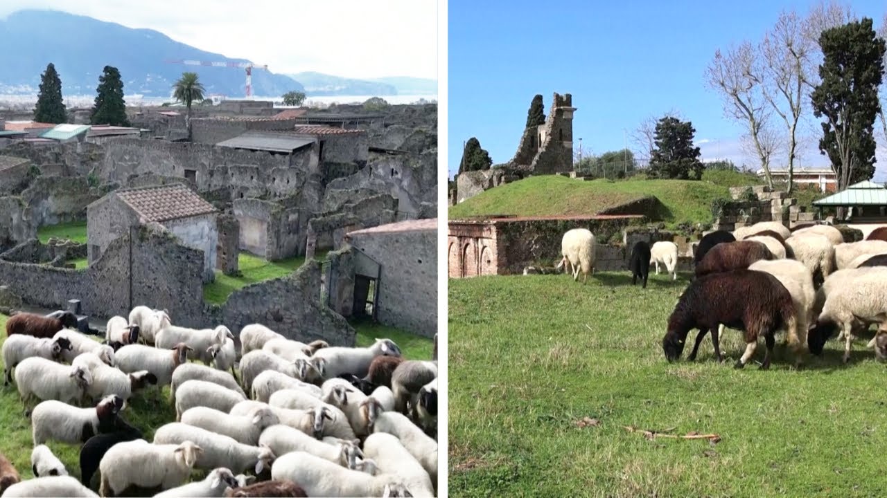 Italian Archaeologists Have Hired A Flock Of Hungry Sheep To Help Preserve The Ruins Of Pompeii