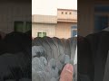 Kabootarbazi #kabootar #pigeon #bird #pigeonlover #viralvideo