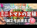 【本には載らない】最高に美味しいトマトを目指して植えていきます(地植え・鉢植え)