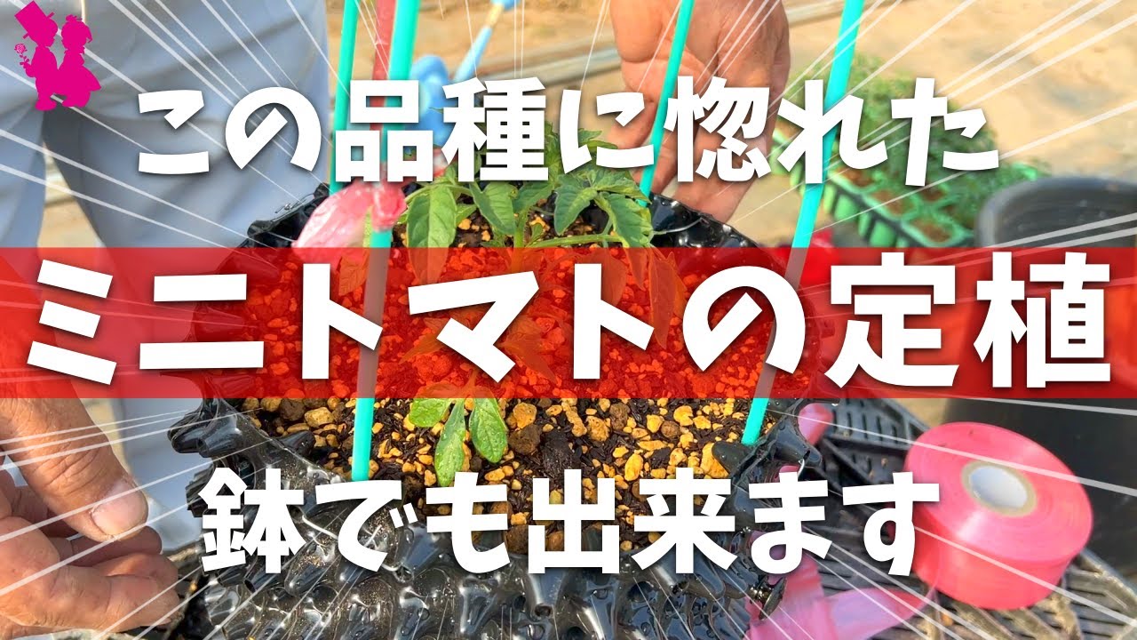 【本には載らない】最高に美味しいトマトを目指して植えていきます(地植え・鉢植え)