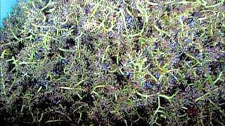 domaine vigot fabrice vendange 2011 partie 1.wmv
