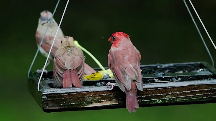 Cardinals Feeding Young in the Rain