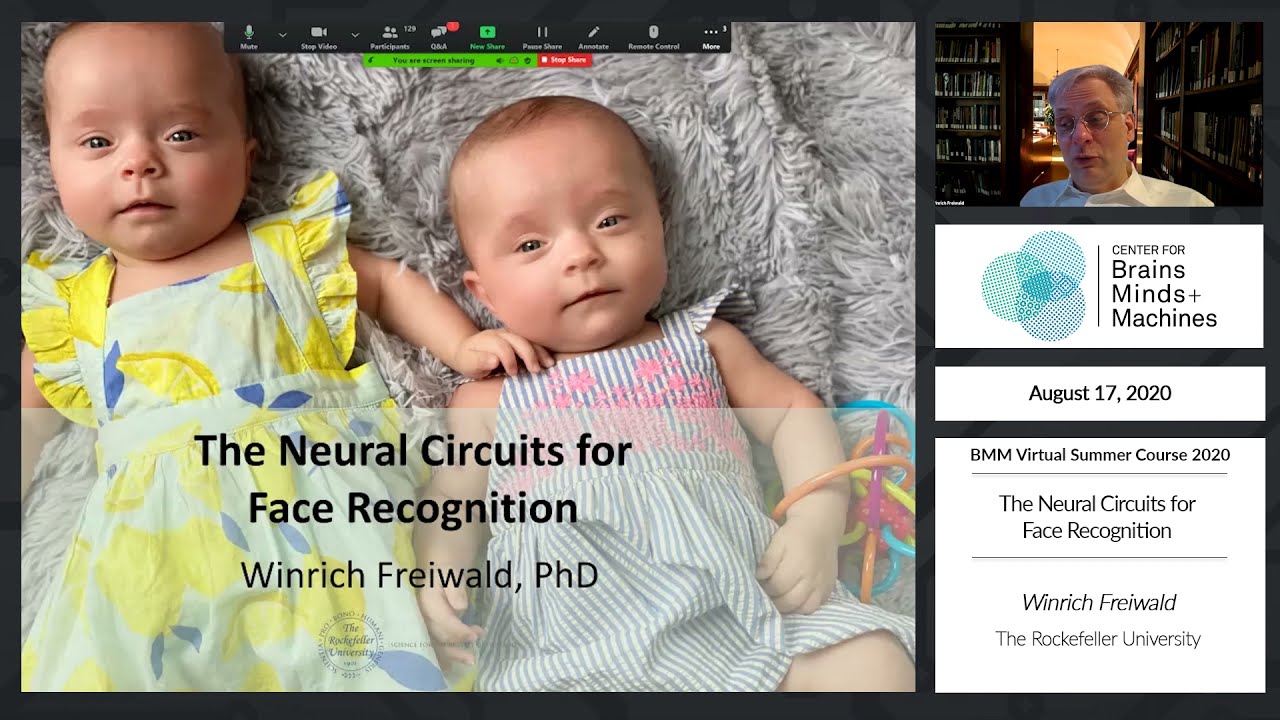 The Neural Circuits for Face Recognition