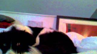 x factor draft order 2012.wmv