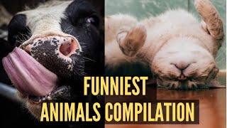 Funniest Animals Compilation - Dog And Cat Video 2020 by ANIMALS TAIL 1,647 views 3 years ago 9 minutes, 44 seconds