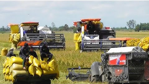 ba máy cắt mãi đỉnh cắt lúa năm không bốn rất nhanh giá lúa 7200₫K tập 61#maibangtv