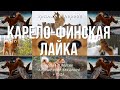 КАРЕЛО-ФИНСКАЯ ЛАЙКА. ПЛЮСЫ И МИНУСЫ.