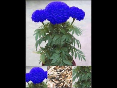 best wild flower seeds Bulk Heirloom Wildflower Seed Mix