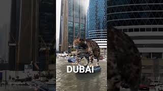 Dubai Flood #Flood #Cat #Dubai #Pets