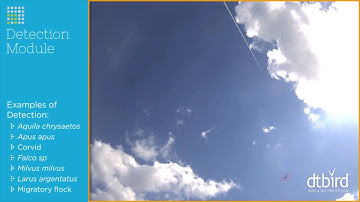 Examples of Real-time Bird Detection with DTBird