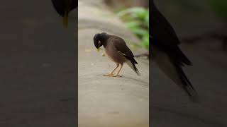 Myna bird - Hello! Everybody. #Shorts