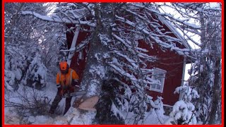 Спиливание высоких деревьев (бензопилой) рядом с домом