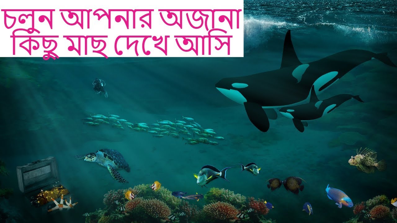 চলুন আমরা কিছু মাছ দেখে আসি আপনি দেখেননি। ‍so lets go .