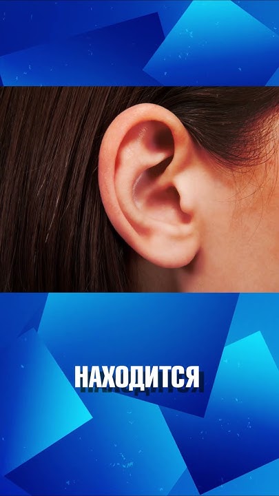 Какая самая маленькая кость в теле человека? 🦴 - YouTube