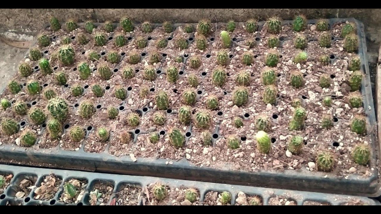 Siembra de hijuelos de Echinopsis