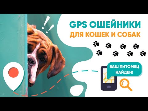 Обзор и тест GPS ошейников для кошек и собак! | Amazin.su