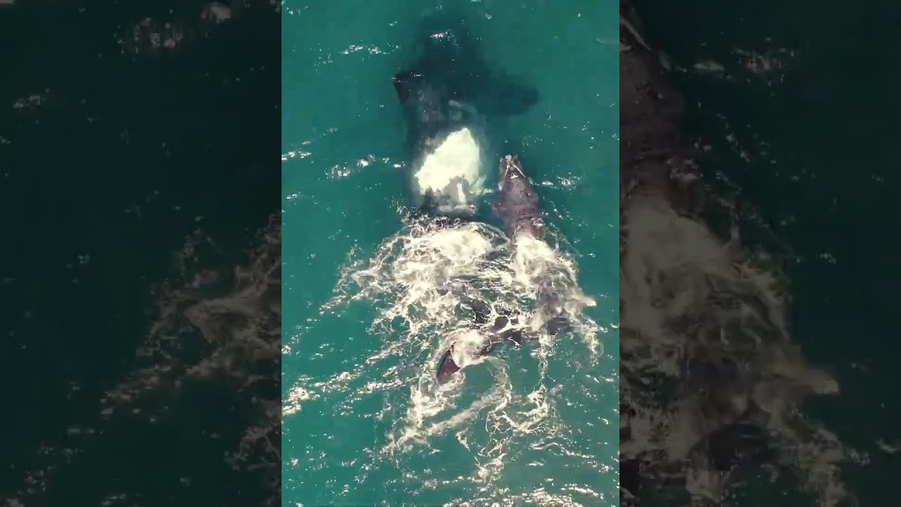 🧬 El ADN Te Condena | Audiolibro Completo de Charlie Donlea 🔍