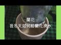 蘭花 - 冬天如何正確給蘭花澆水 | 蘭花種植