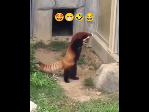 Красная панда 🐼 Пугает камень🤩 - YouTube
