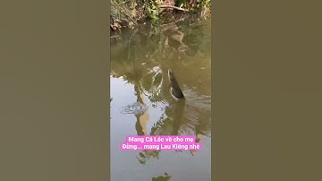 Cá lóc khủng... chổ tuyệt vời tại hóc môn. Anh em đăng ký mình shared điểm câu miễn phí #CâuCáVIP