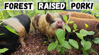 Pigs Love This Treat! Moving Day on the Farm!
