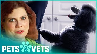 TOY POODLE PROTECTS OWNER FROM DANGEROUS MEDICAL CONDITION
