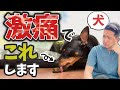 飼い主が気付かない「犬が痛がっているサイン」５選を獣医師が解説します