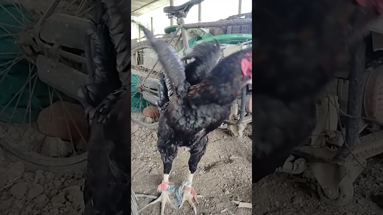 The Giant 🐔 (aseel cross with black Australorp)