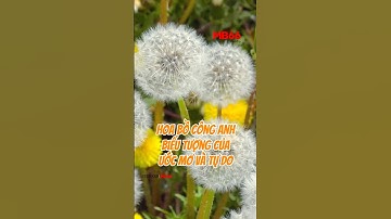 Hoa bồ công anh - Biểu tượng của ước mơ và tự do